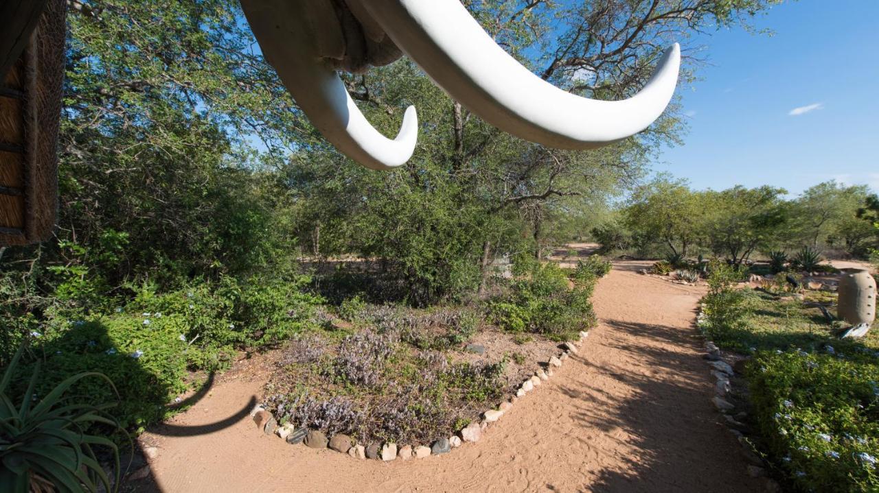 Kambaku Safari Lodge محمية تيمبافاتي غيم المظهر الخارجي الصورة